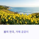 봄 데이트 명소 공곶이 수선화, 인생샷 남기기 딱 좋은 곳
