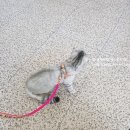 퍼니펫 동물병원 이미지