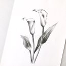 보태니컬 아트(기초) 이미지
