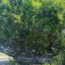 그린스파랜드 | 치앙마이 하이랜드 골프장 프로모션 &amp; 라운딩 후기 (2025~2026 하이시즌)