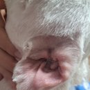 원병원 | 대구 원동물병원 찐 후기 /feat.귓병