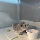 특별한 동물가게 광주점 | 기니피그 성장일기 특별한동물가게광주점에서 소동물 분양받아요