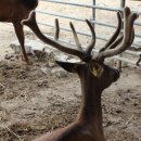 유일사슴목장 이미지