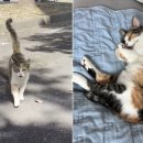 뚱냥이네 이미지