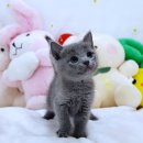 몽글몽글 이미지