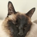 고양이는외계인 | 늙은이의 흘러가는 2026년 1월..2월...