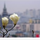 팔달공원 이미지