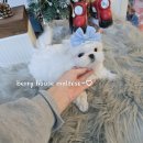 브리더하우스 | 말티즈전문견사 베리하우스 예쁜 말티즈분양 중~ 몽이~♡