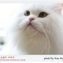 페르시안 이미지