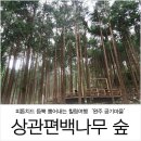 상관 공기마을 편백숲 이미지