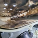 제주배또롱 이미지