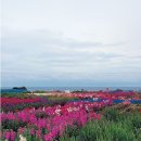 일본 시즈오카 식물기행- 꽃의낙원, 일본의 알프스 이미지