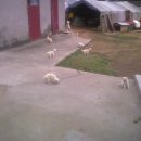 한가족농장 이미지