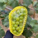 제네농장 이미지