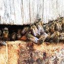 한봉제천 이미지