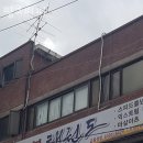 핑크퍼피 이미지