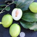 우송영농조합법인 이미지