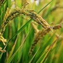 가락농협하나로마트 이미지