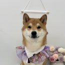 포프리티 이미지