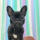 강아지 미용실 이미지