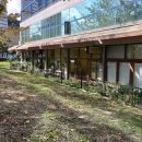 꽃길만걷개 이미지