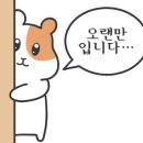 골든햄스터분양 햄츠비 이미지