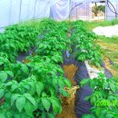 다올농장 이미지