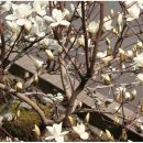 다듬이와골무 이미지