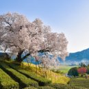 늘푸른충전소 | 🥘 [점심수다 Vol.18] 오늘 뭐 먹지? 「입안 가득 퍼지는 고소한 마법 '들기름 막국수'」 🥘