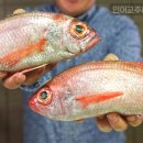 금태 네이버블로그