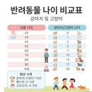 무지개교육 | 평택 반려동물 장례 교육 후기 : 무지개 다리를 건너기 전, 우리가 준비해야 할 것들