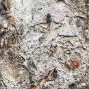 느티나무(주) 이미지