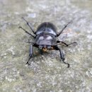 대청사슴 이미지