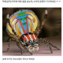 기구한운명 핀콕거미 이미지