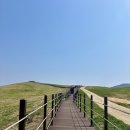 초원한우목장 | 서산 벚꽃명소 ‘서산한우목장’ - 벚꽃피는 초원에서 산책후기