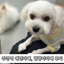 댕댕이 카페 | 주안 애견카페, 댕댕이카페 반려견과 다녀온 후기