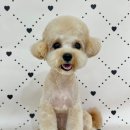 마이멍멍 이미지