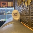 베이비 몽 이미지