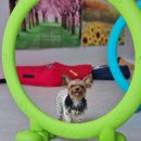 사랑한다, 멍 이미지