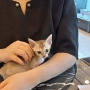양이네 이미지
