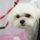 내동애견 이미지