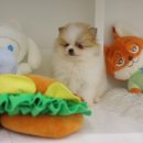 배곧애견샵 | 배곧애견분양 고민 끝에 만난 반려견