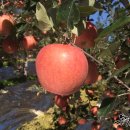 동막골영농조합법인 이미지