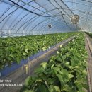 정은농장 | "The 바른 딸기 정은농장"