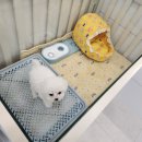 김해 강아지분양 베베몽 이미지