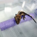 능곡초등학교 | 일산파충류샵 파충류샵 크레윙 고양 능곡점 레오파드 게코 분양 후기