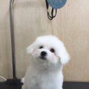 황금애견샵