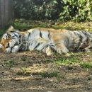 시커먼스 이미지