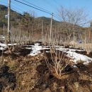 새순1농장 이미지