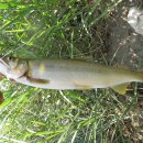 보성강6 이미지